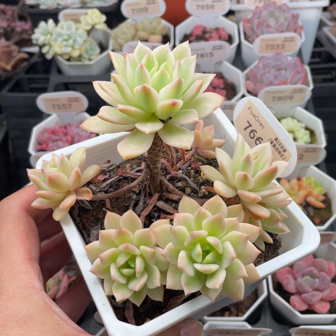 马库斯锦7661-12.5厘米