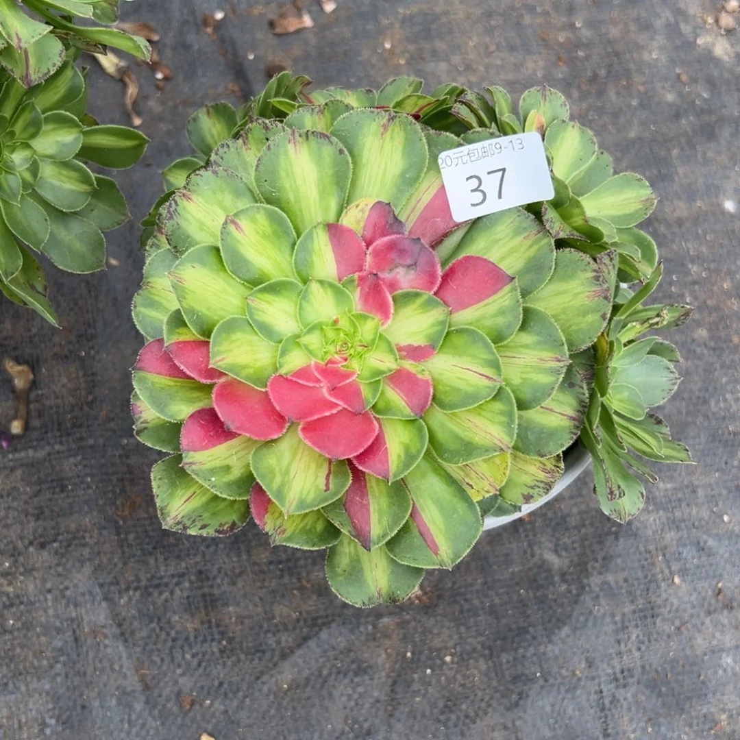 素*37知否多肉植物系
