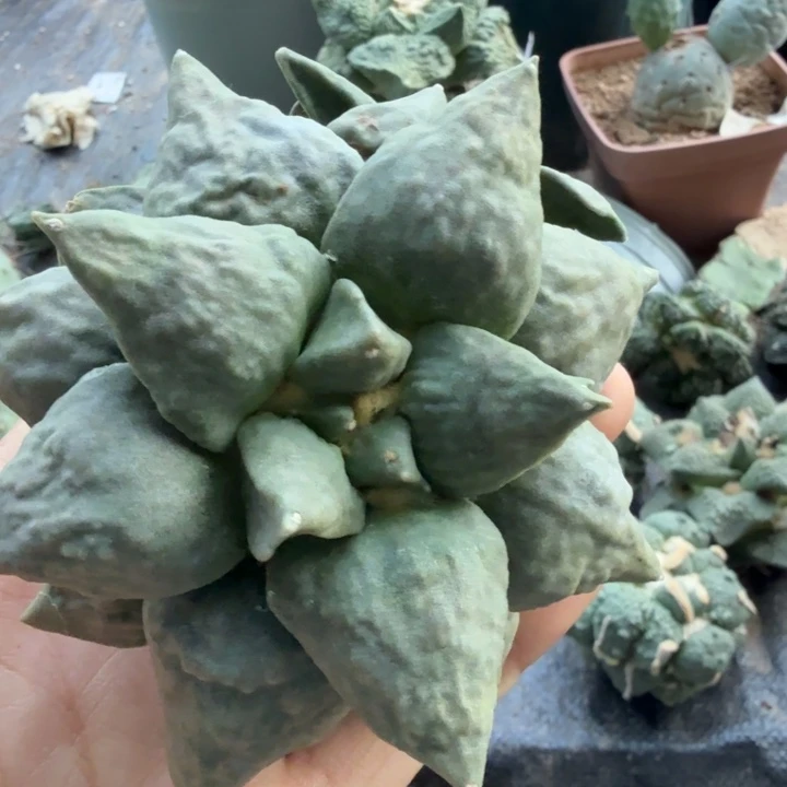 梦***焙049自根青瓷怒涛牡丹
