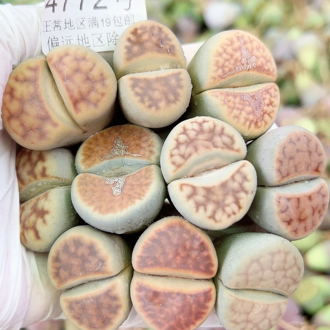 4772七年超大母本10个2.5-3cm部分有老疤有长腿特价出
