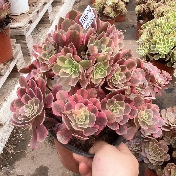 907凤冠多肉植物法师