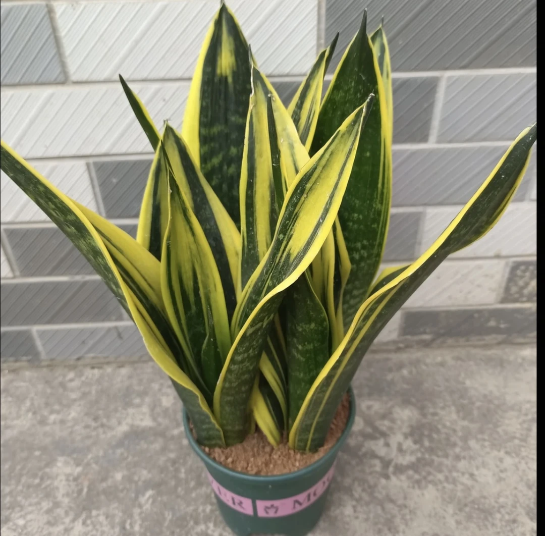 黄金兰虎皮兰金边虎尾兰室内盆栽净化空气吸甲醛