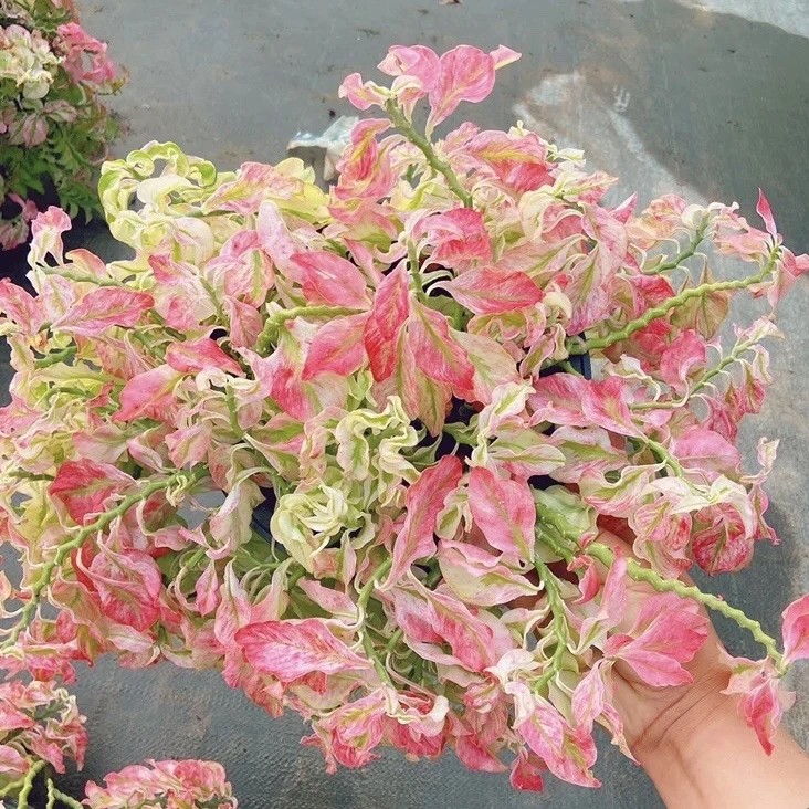 稀有红雀珊瑚粉红卷发卷叶珊瑚冬季颜色粉红好养室内盆栽苗绿植