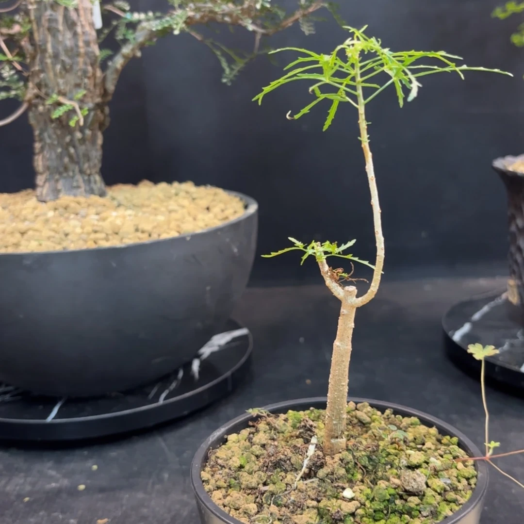 飞羽橄榄带盆发货