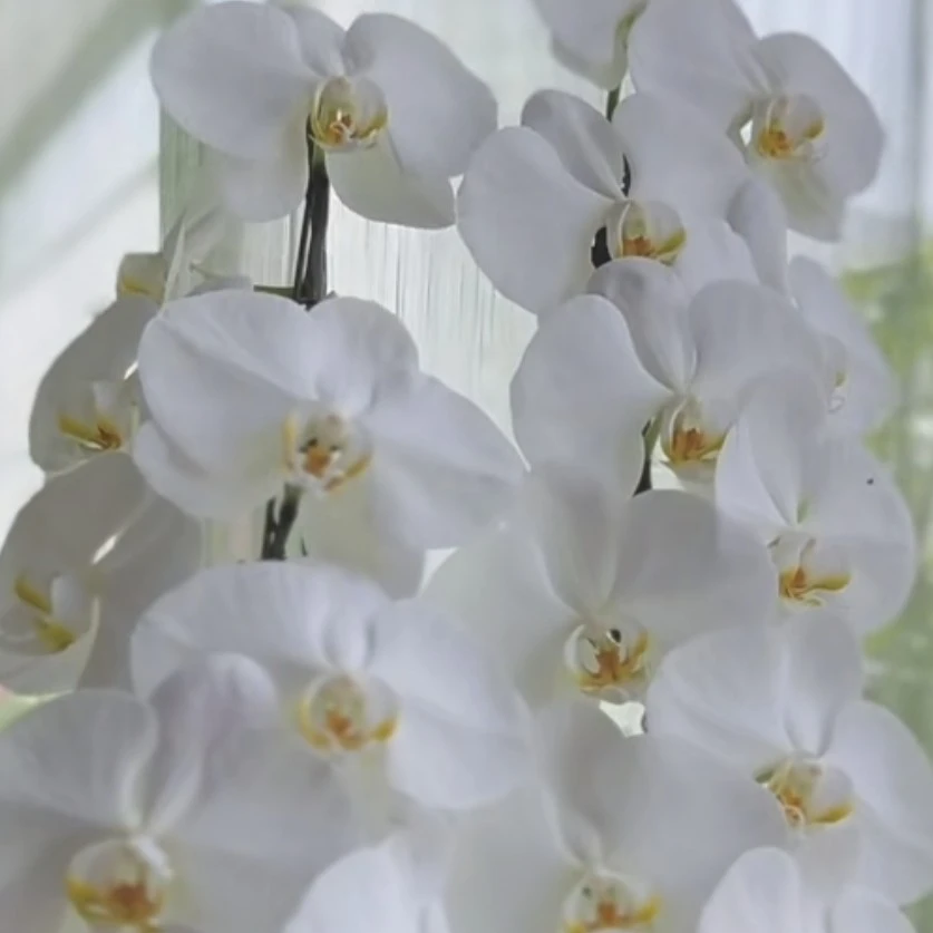 【大白v3】蝴蝶兰花苗3.5寸