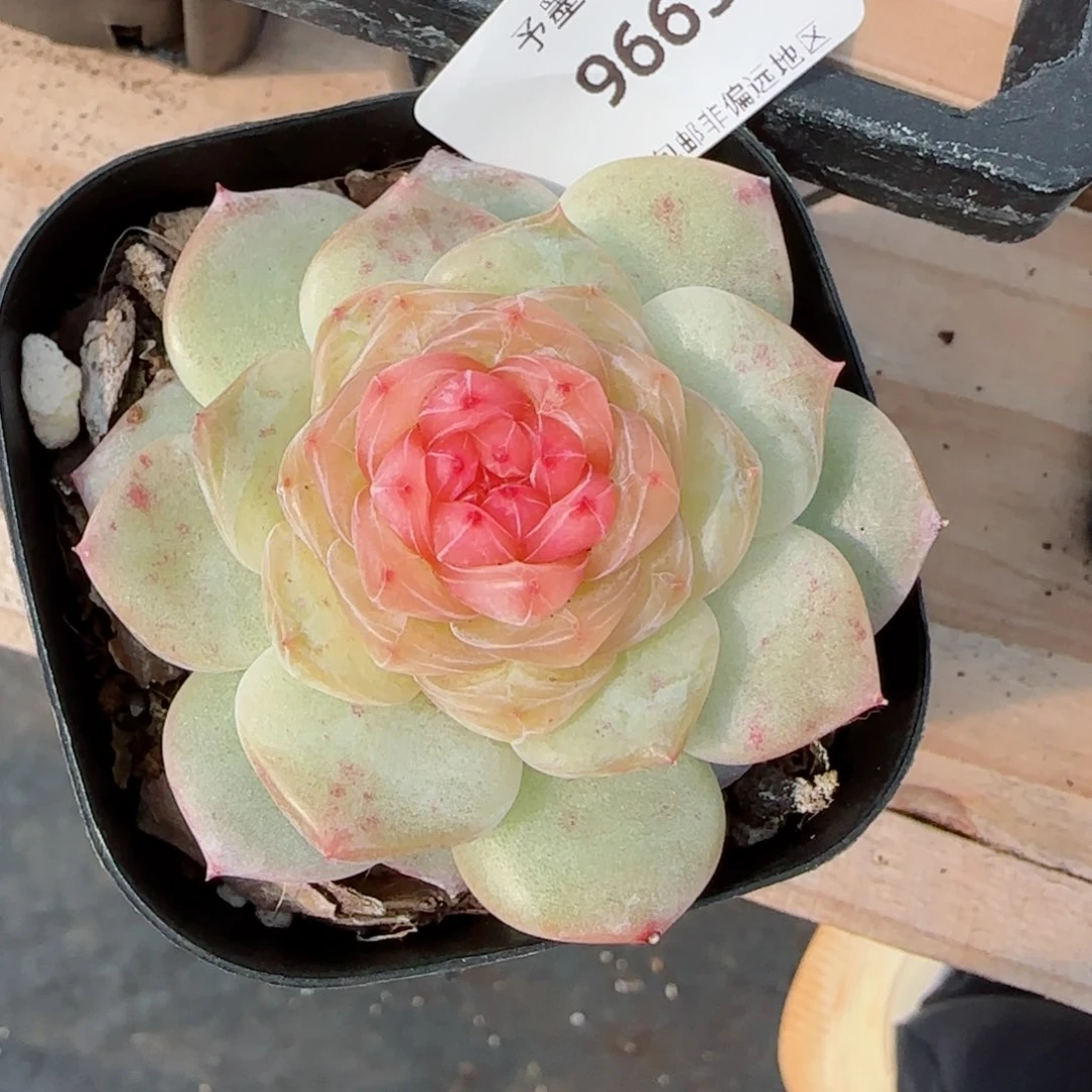 软糖珍妮，9665多肉植物