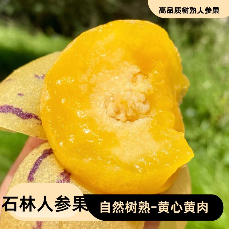 云南石林树上熟黄肉圆果果新鲜清甜多应季现摘
