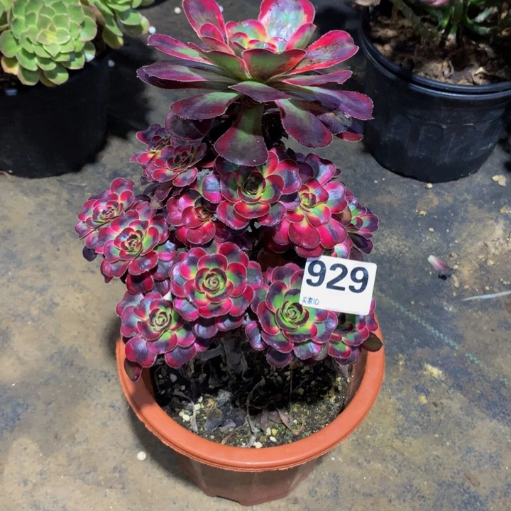 又***飘无花朵香929000000000