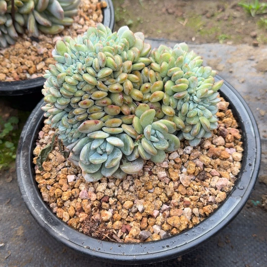 星影树缀无砍叶插