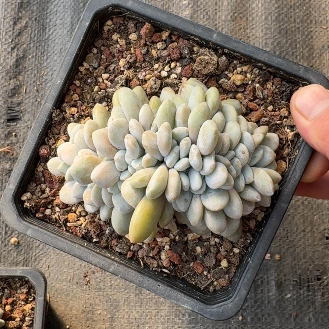 用****011厘米的尺寸也一拍的