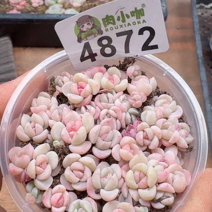 多肉植物多肉植物