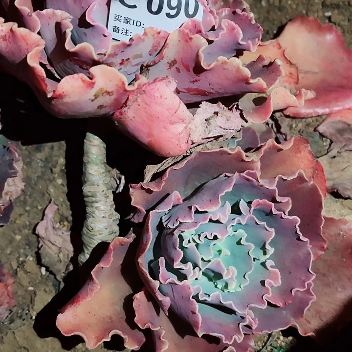 花*奴阿里来特多肉90号