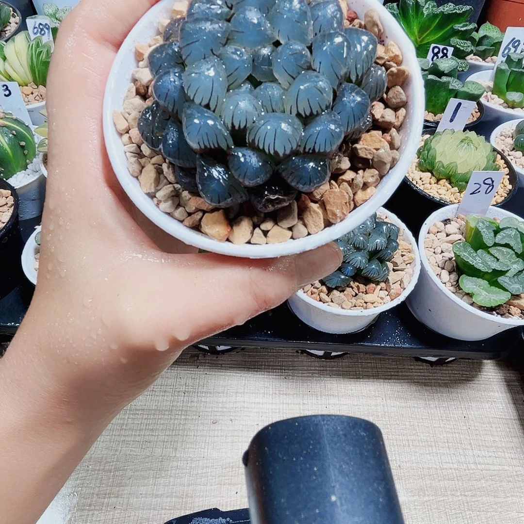冰灯玉露多肉植物6666