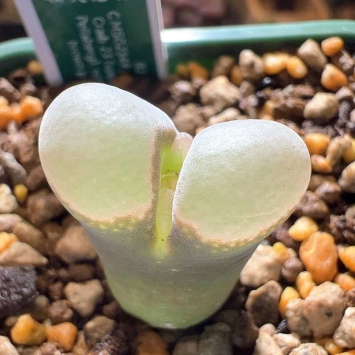 112。优选四年b23。翻窗。