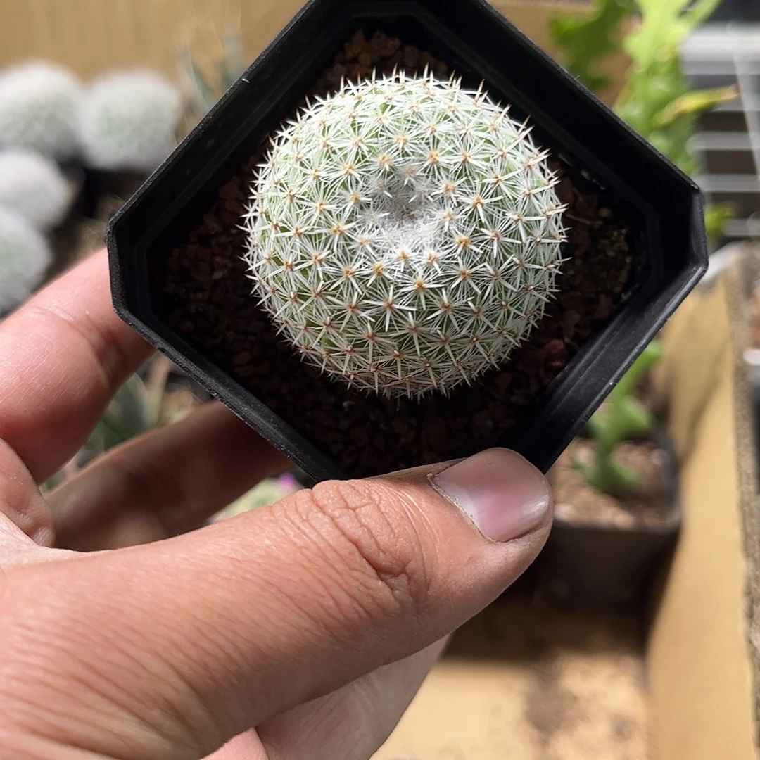 希望丸单头仙人球