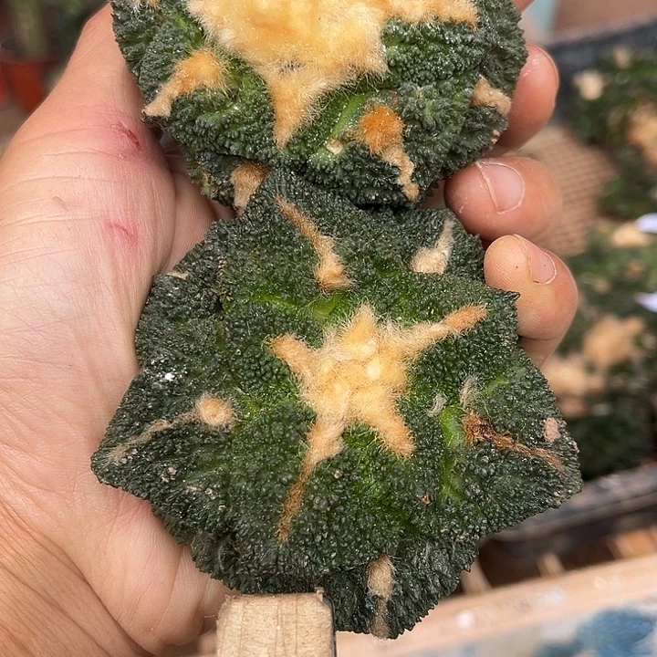 苗接落地哥斯拉龟两颗