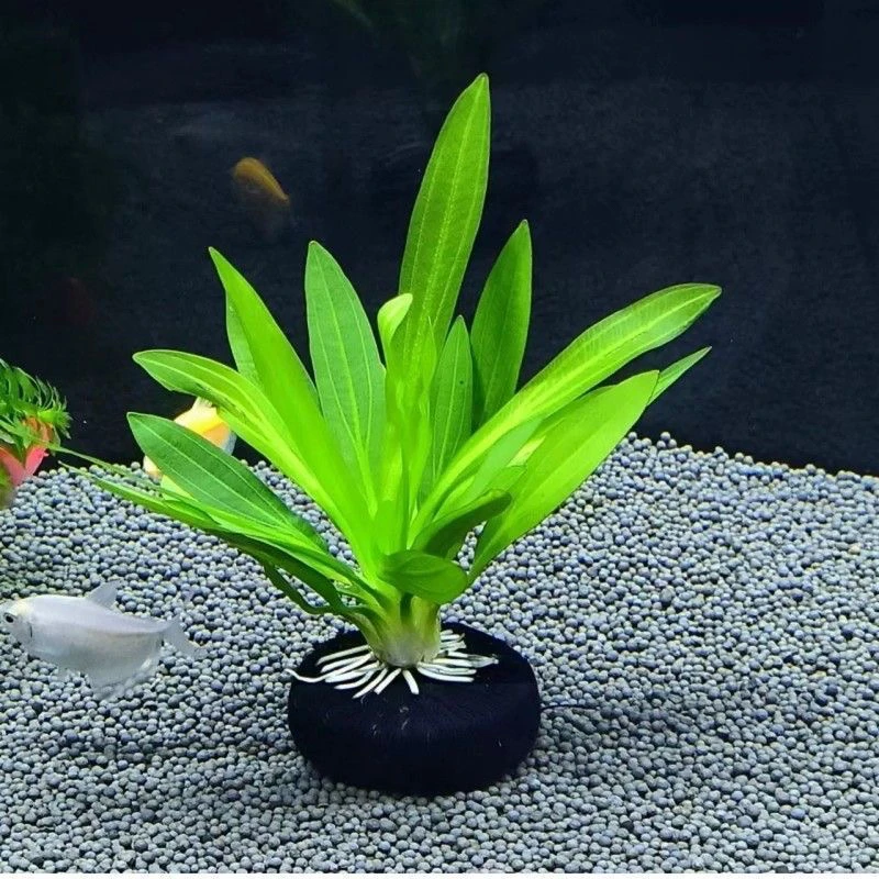 大叶九冠坨草 鱼缸造景新手懒人阴性水草