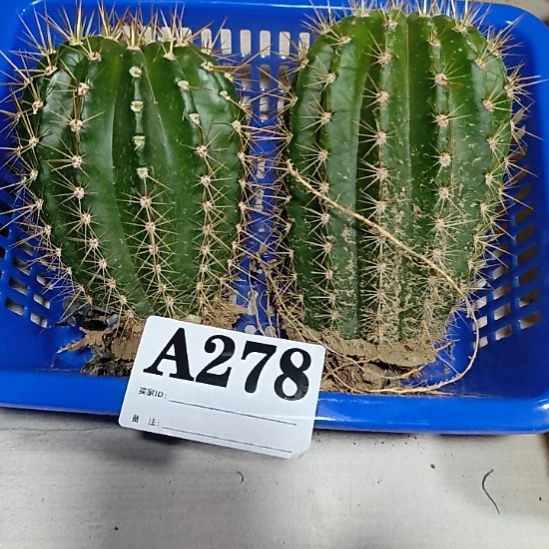 当前无花栽培后可以开花a278