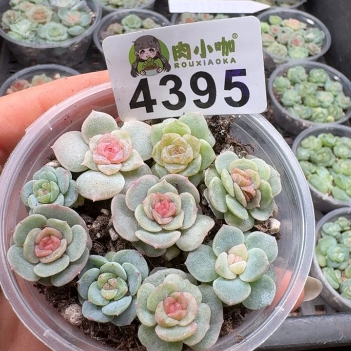 多肉植物多肉植物