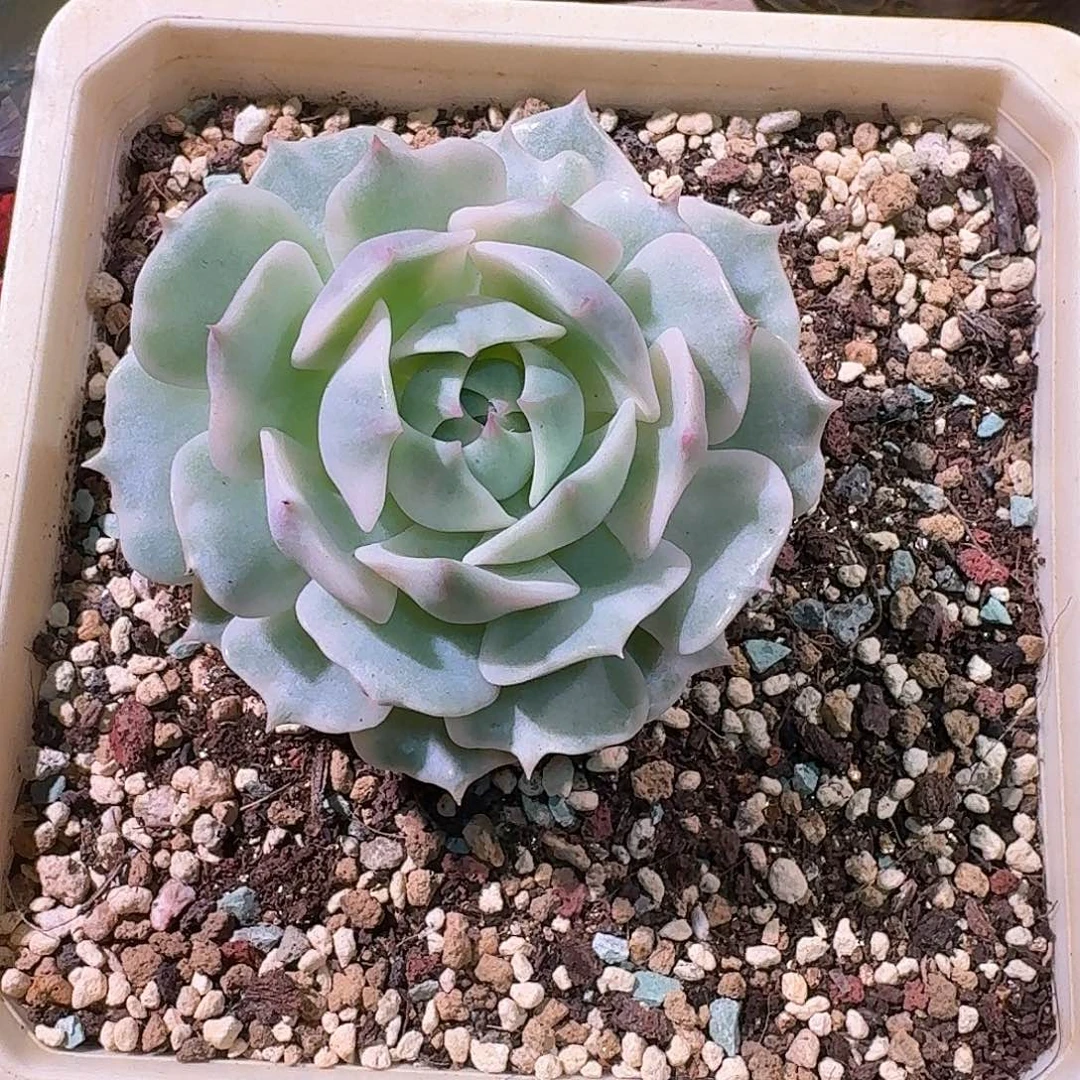 露娜莲锦多肉多肉