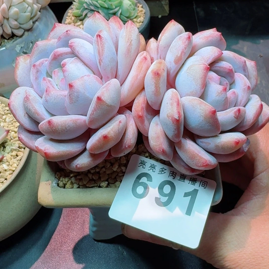 星影           精美多肉