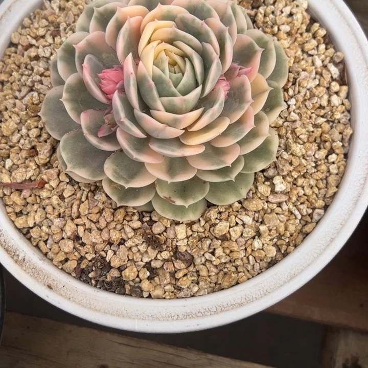 昂斯洛锦 夏鸣园艺