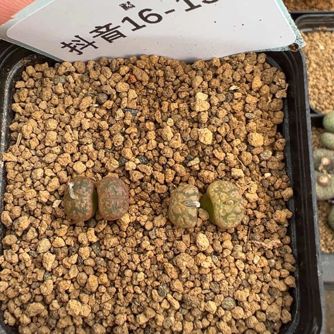16-136龙纹勋章多肉植物