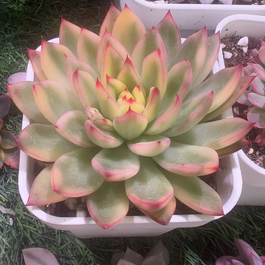 多肉植物多肉植物