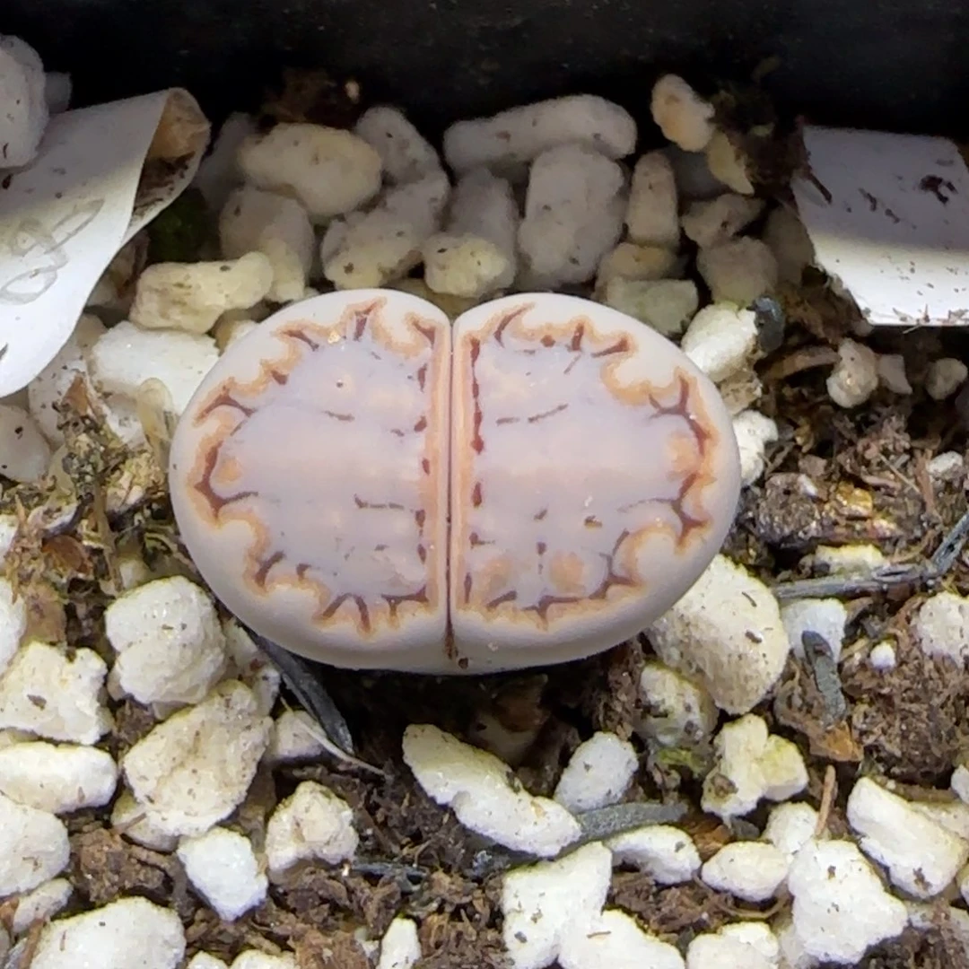 7.15。    .217。   9096