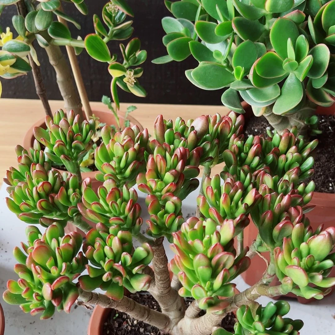 燕***了稀有招财猫带土球发货1314