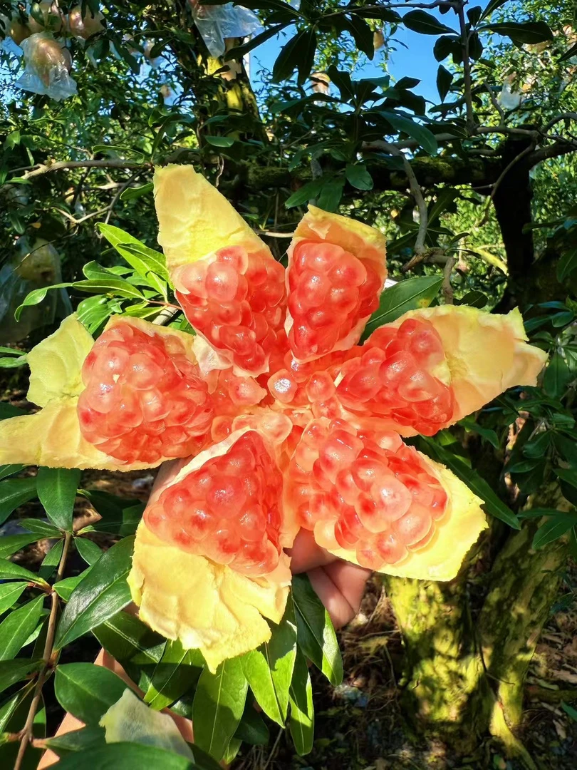 中秋节【礼盒装】云南蒙自老树绿籽水晶石榴