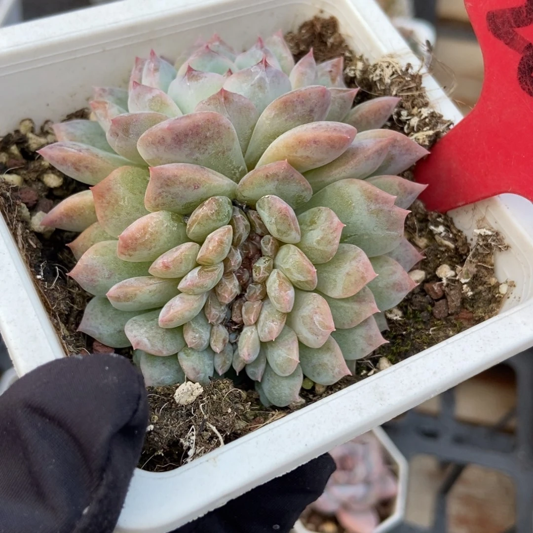 2030冰魄缀多肉植物