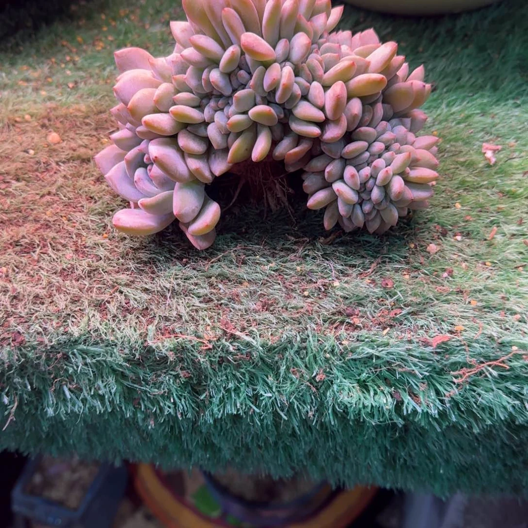 卡*西星影树缀无砍多肉