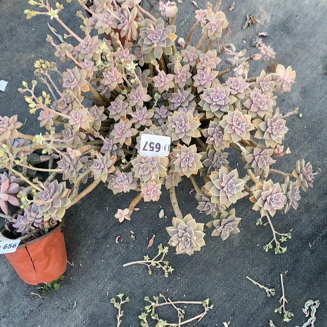 可*657阿伦培多肉植物