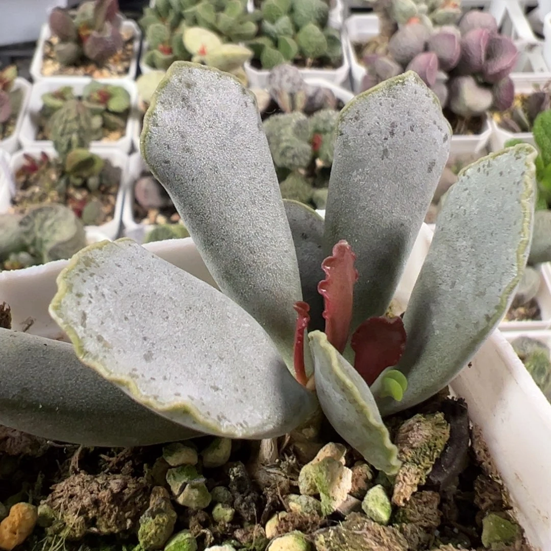 w紫鹤多肉植物水泡