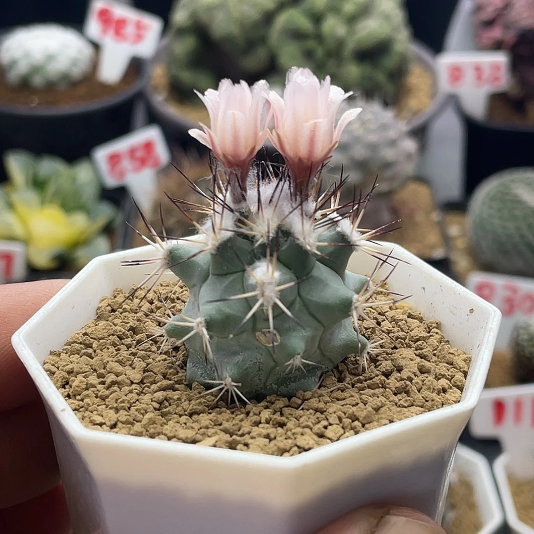 实生粉花大尤黑枪玉 微瑕 脱土发货