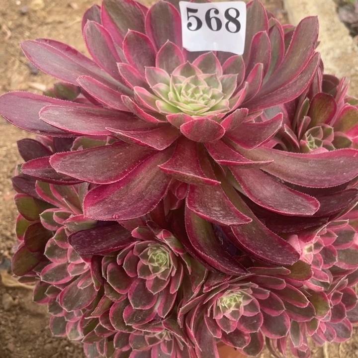 568多肉植物孔雀翎