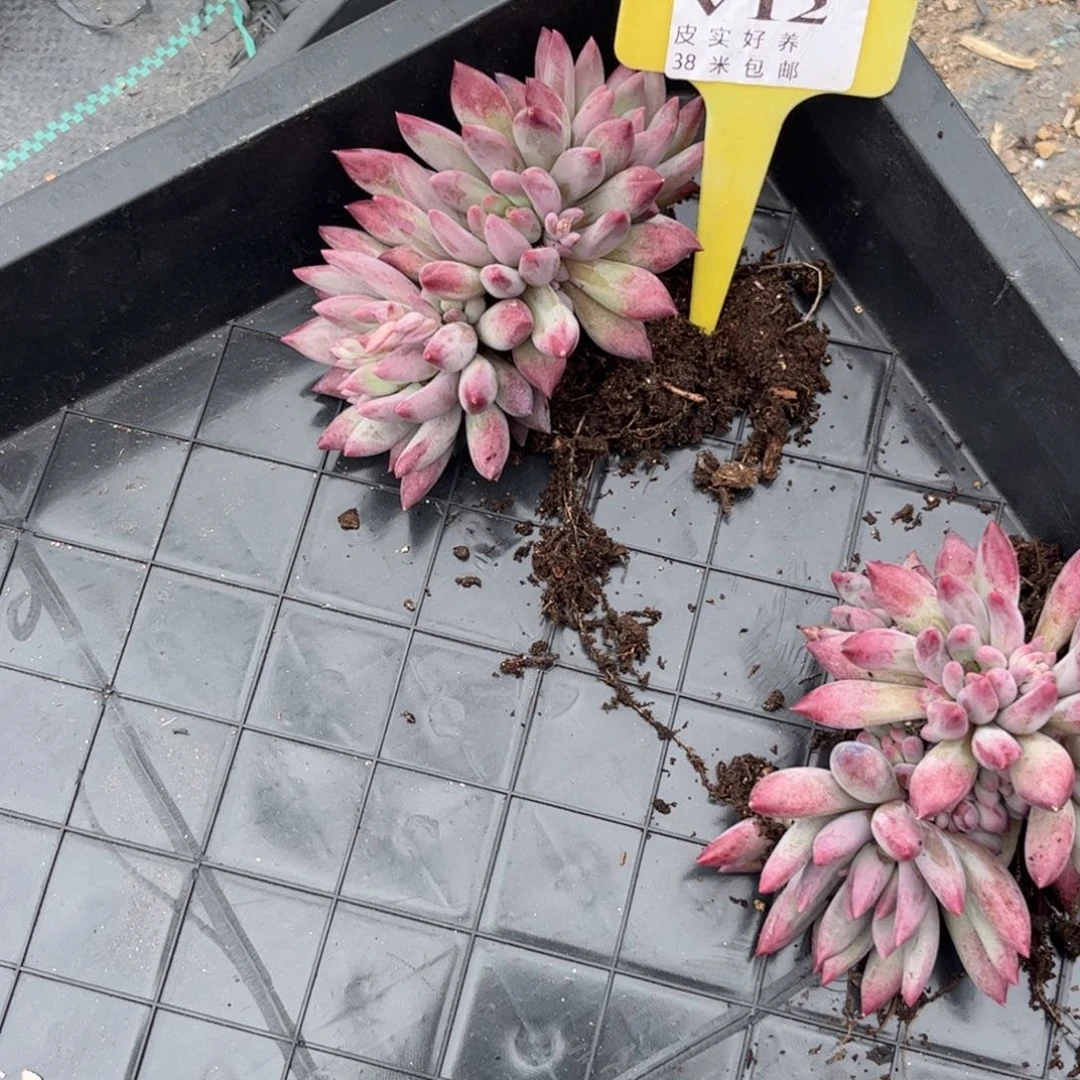 生*多肉植物111虞美人