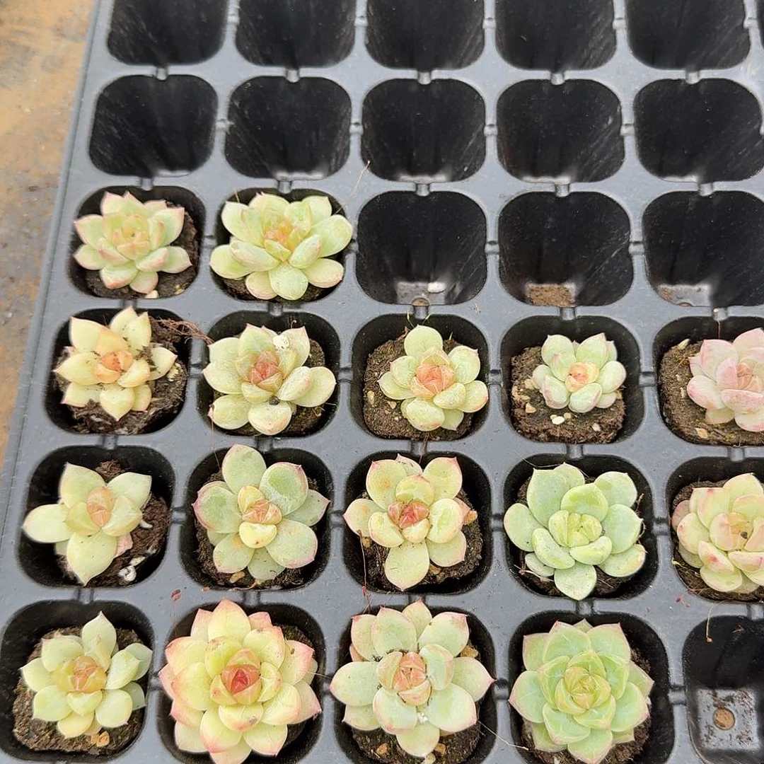 24-44多肉杂交珍妮两颗量拍