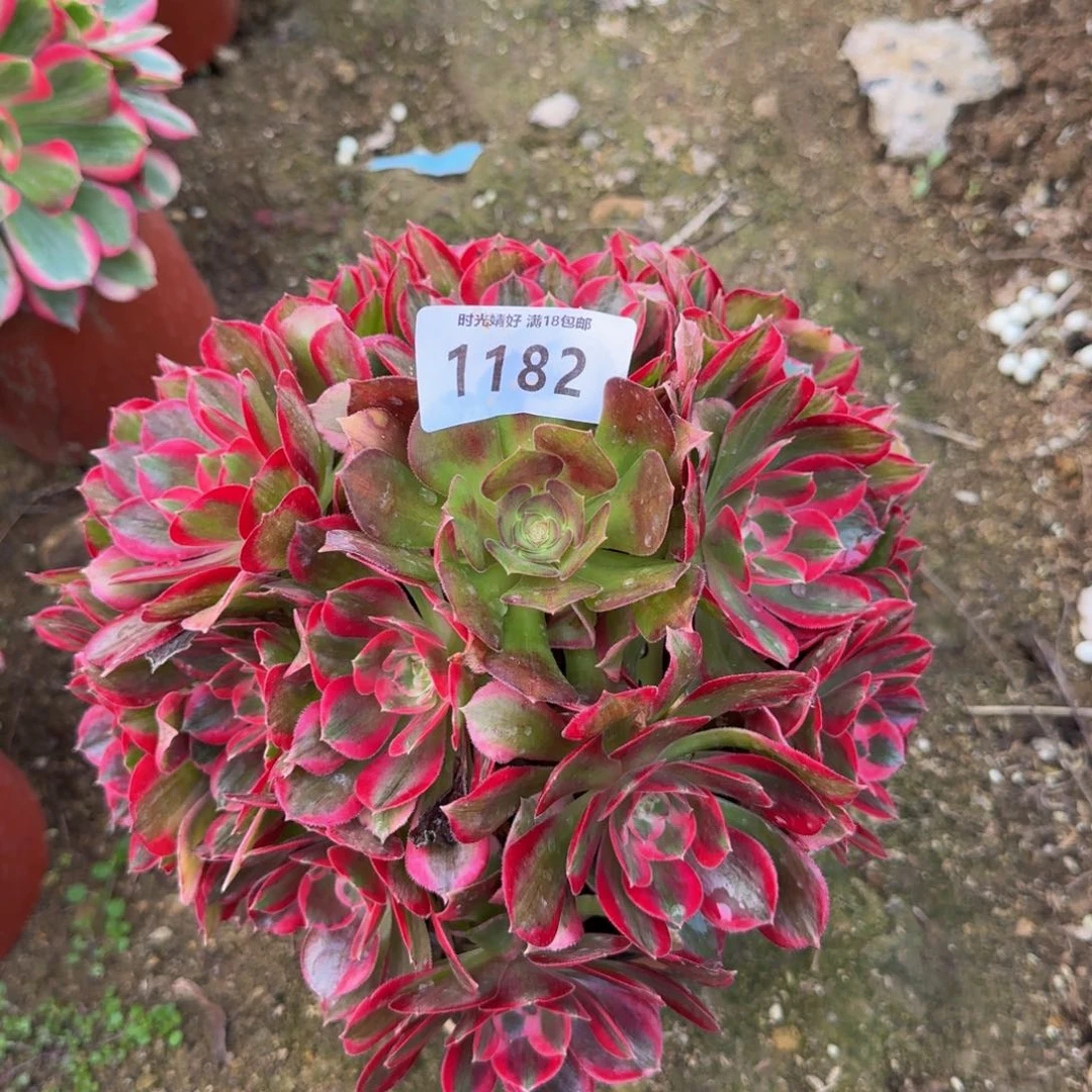 1182妖月。多肉植物