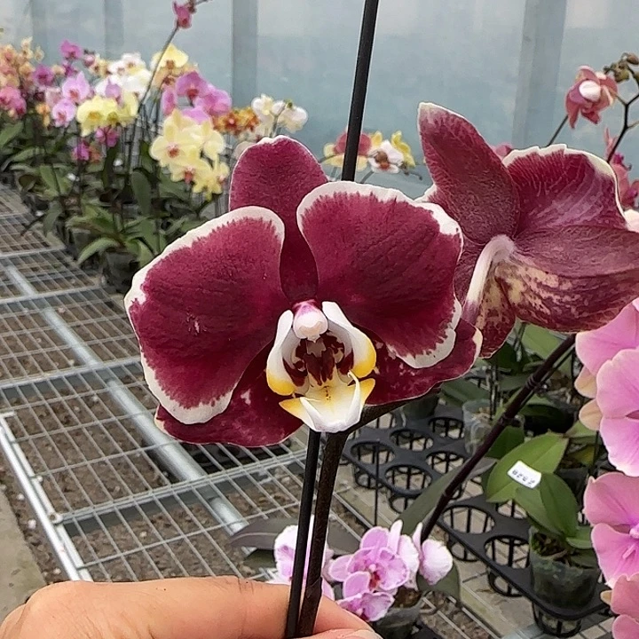 完全开放M325 不售后