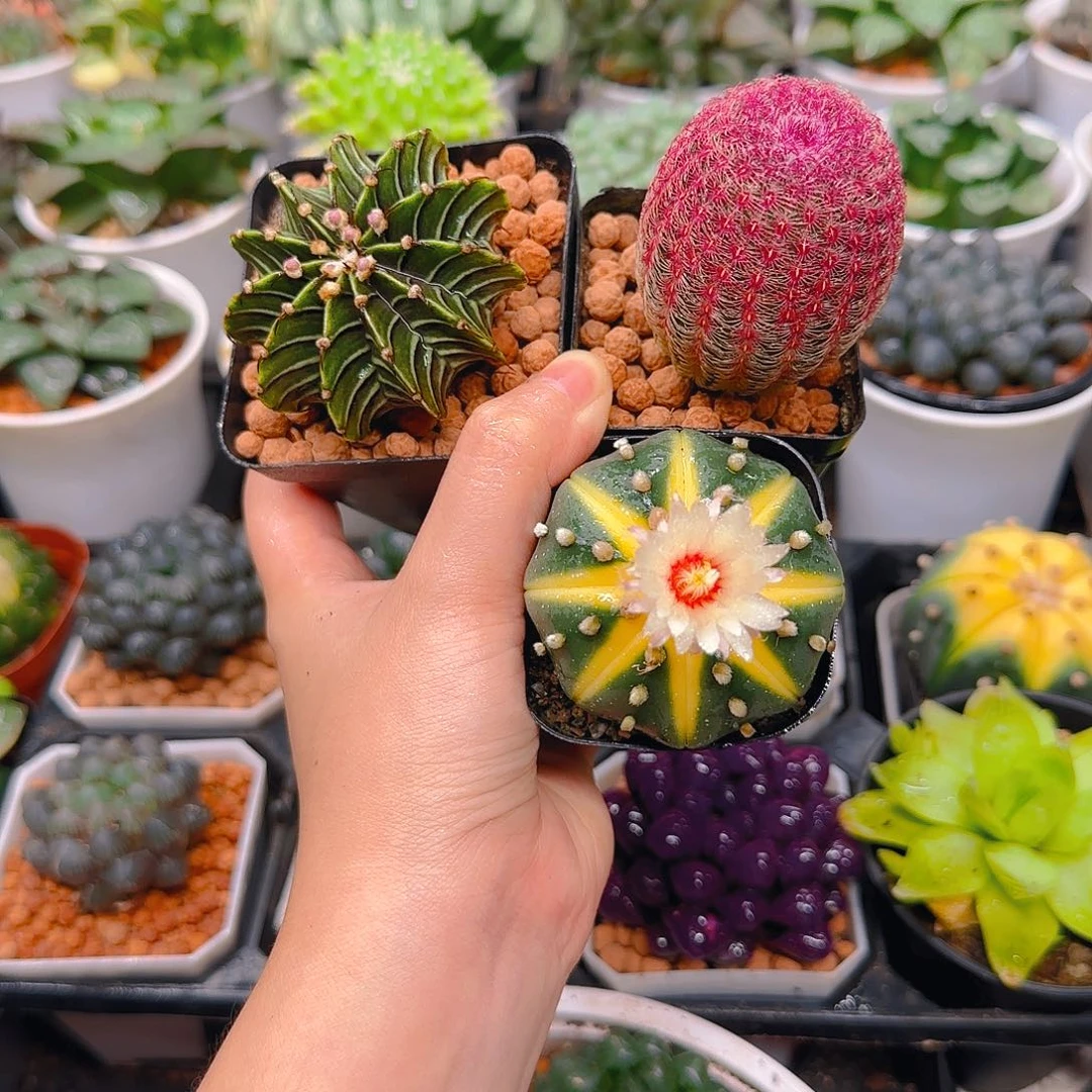 南瓜球，红太阳，肋骨，原盆