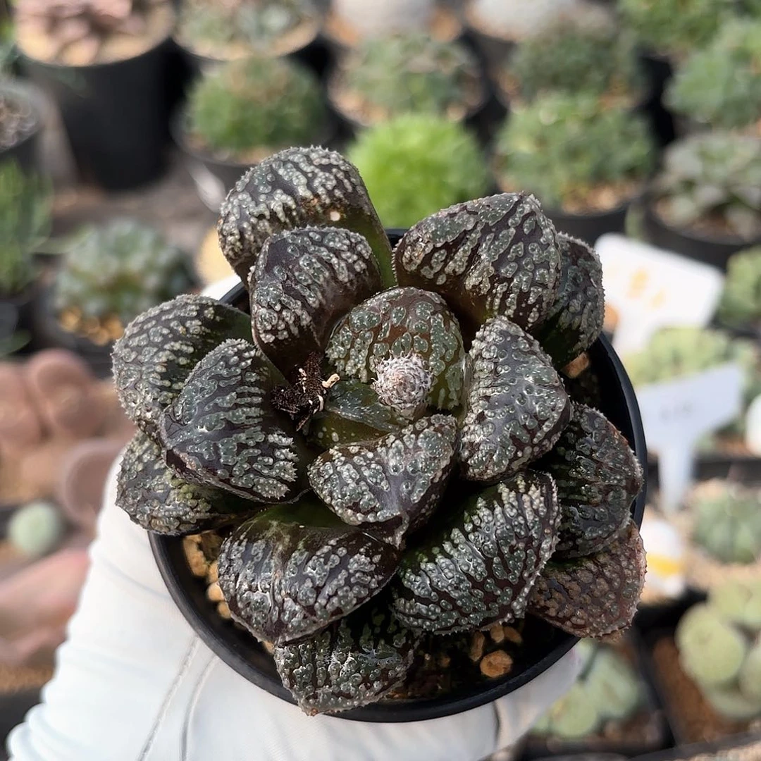 964 实生黑魔多大母本 带盆土 有疤