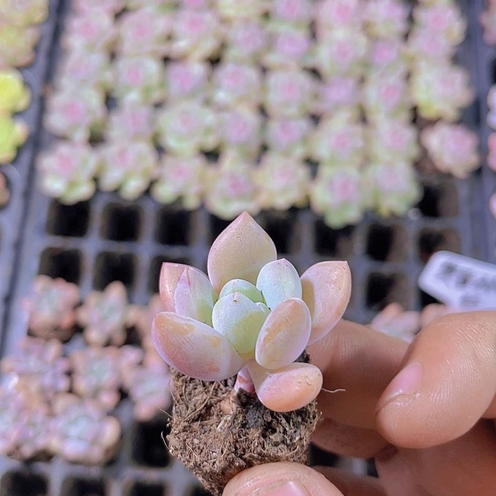 奥普琳娜【满10颗包邮】