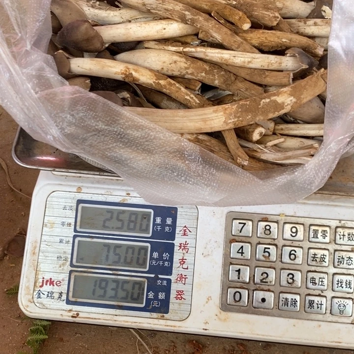 倪***斌中国大陆鸡枞中国大陆