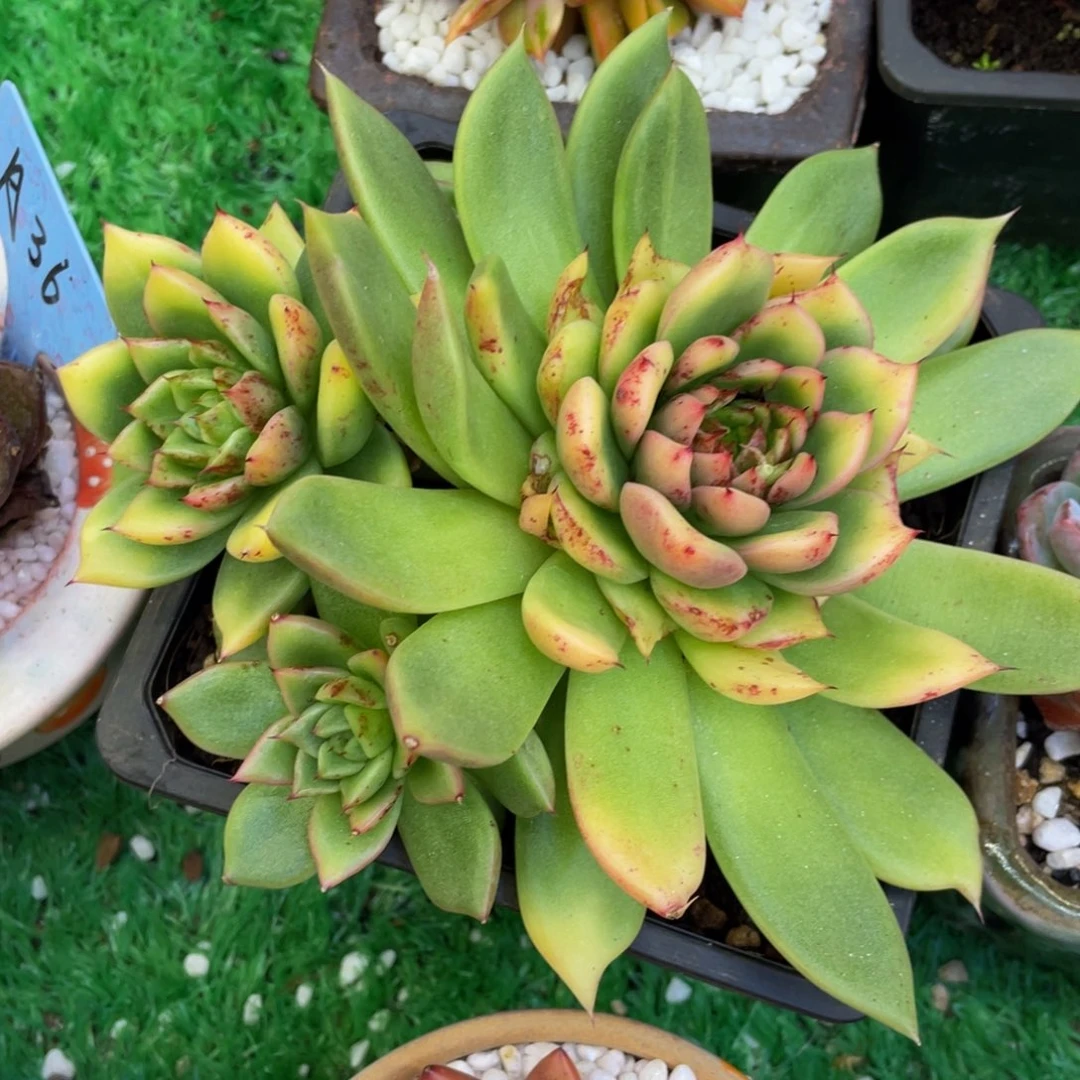 K***e多肉植物盆栽多肉