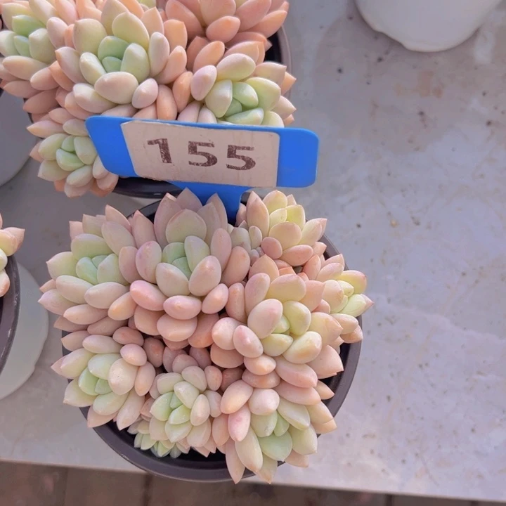 健健康康平平安安