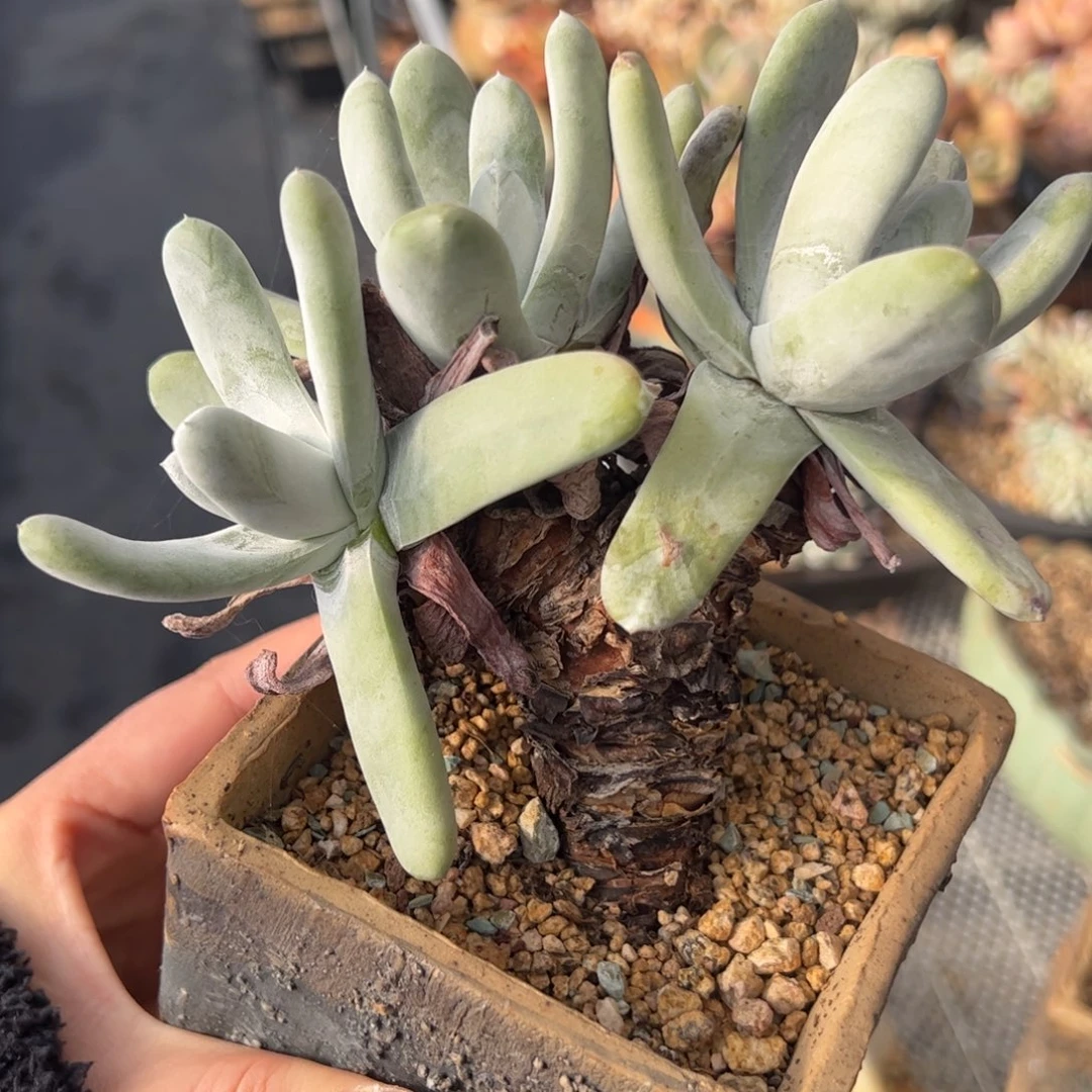 咘****咔小圆脸+三头拇指打包-布鲁卡