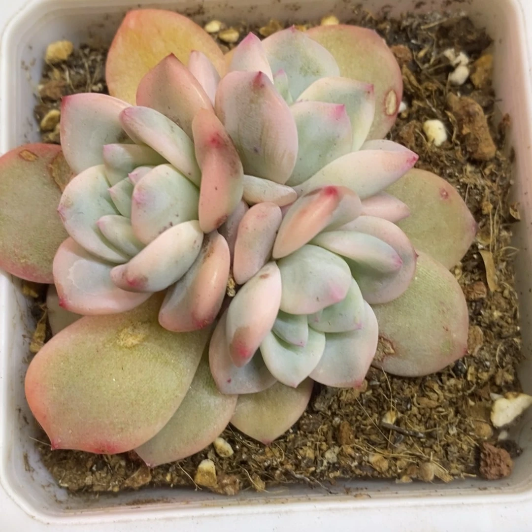 江**辉华辉 多肉植物