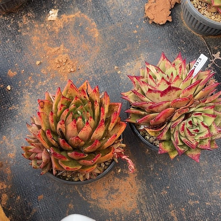 若如东云组拍A493